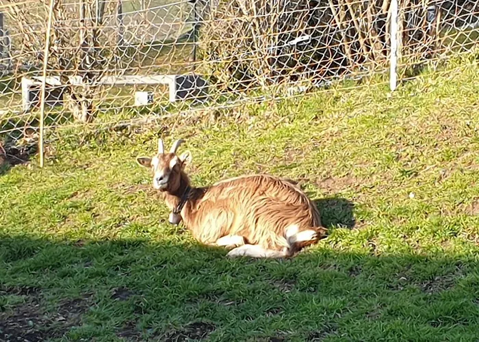 Erlebnisland Grizzlybaer *