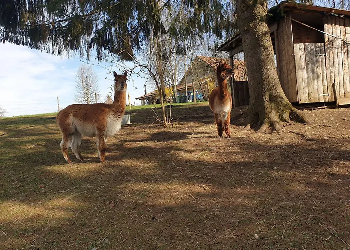 Erlebnisland Grizzlybaer מלון *