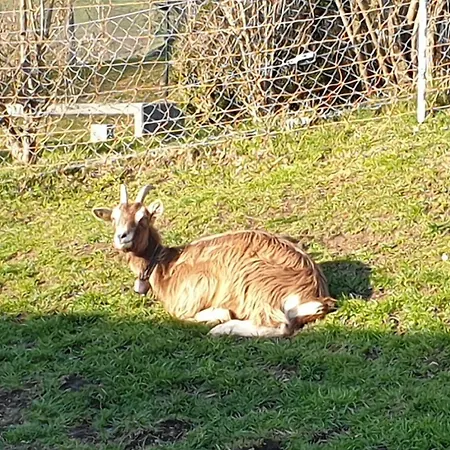 Erlebnisland Grizzlybaer *